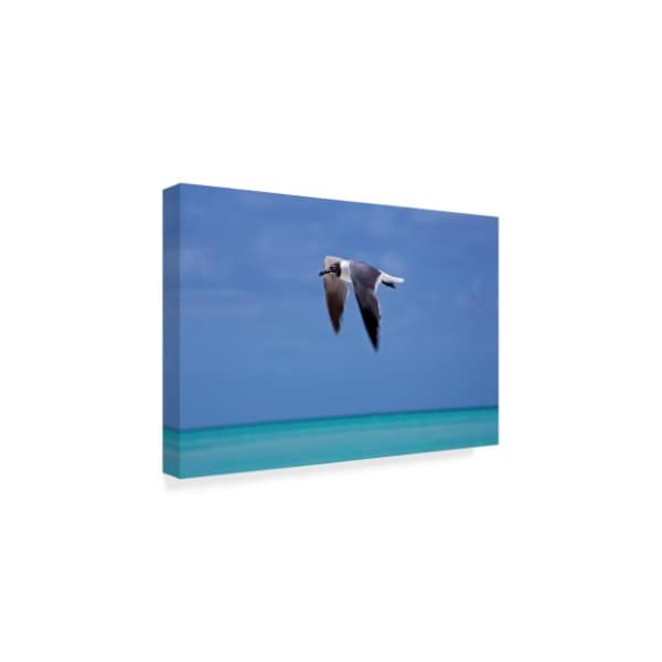 American School 'Turks Bird In Flight' Canvas Art,12x19